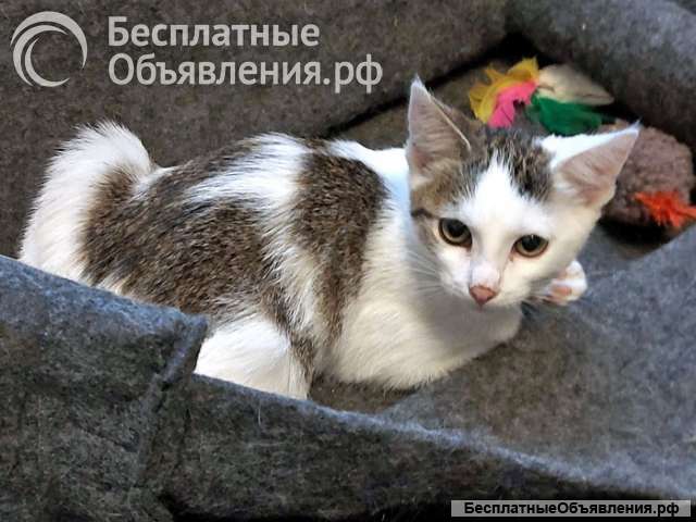 Трогательные и беззащитные ласковые котята Буся и Мася в добрые руки