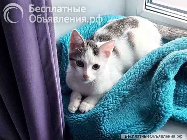 Трогательные и беззащитные ласковые котята Буся и Мася в добрые руки
