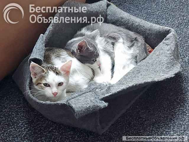 Трогательные и беззащитные ласковые котята Буся и Мася в добрые руки