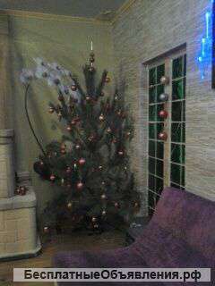 Елки,сосны, пихты к Новому Году