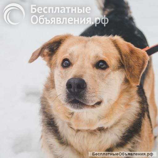 Плюша ищет дом