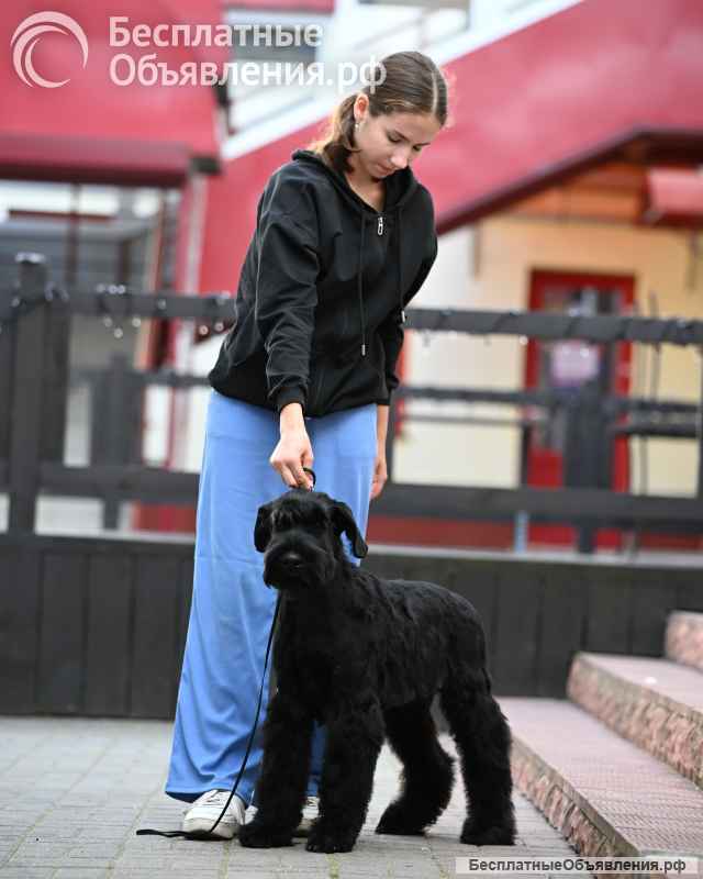 Щенки ризеншнауцера