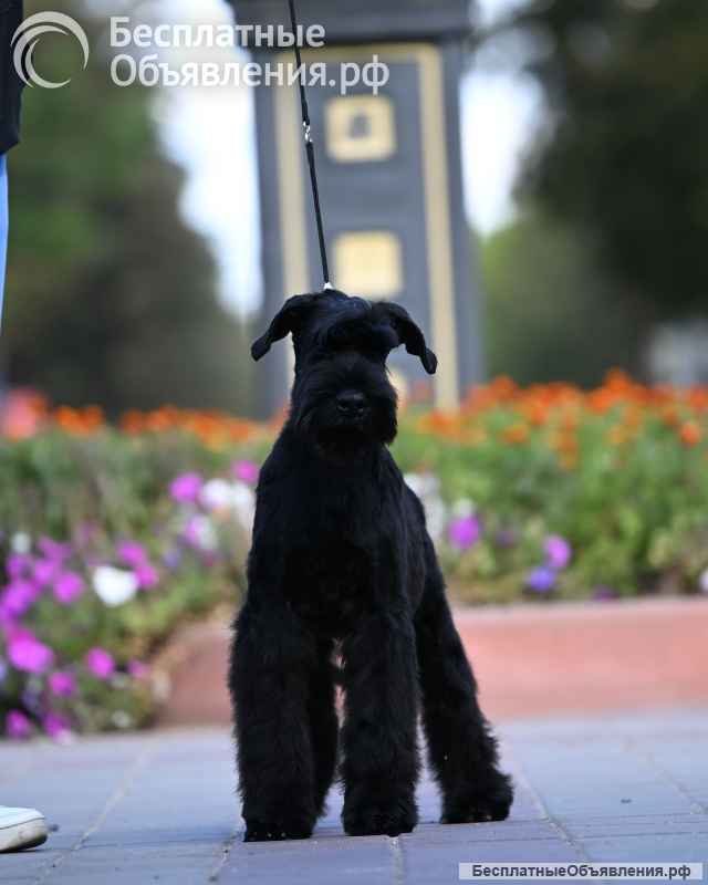 Щенки ризеншнауцера