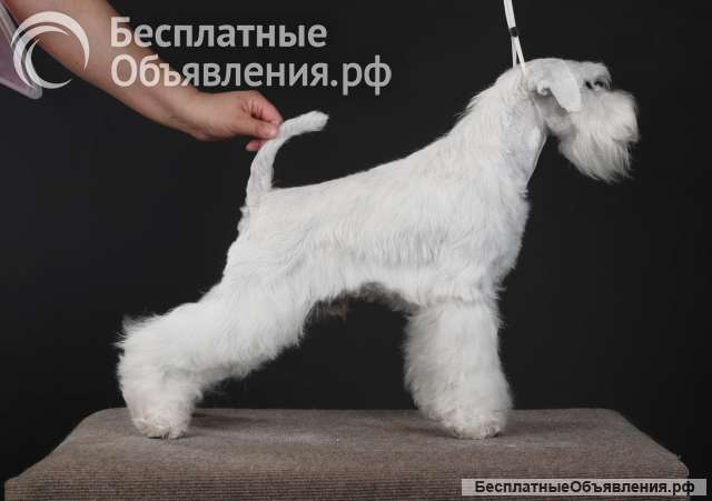 Щенок цвергшнауцера белого окраса