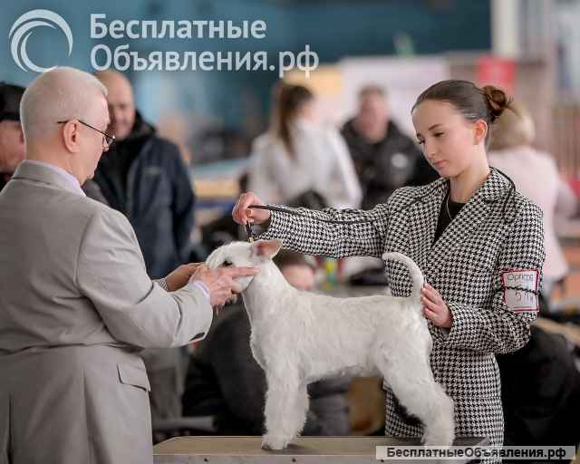 Щенок цвергшнауцера белого окраса