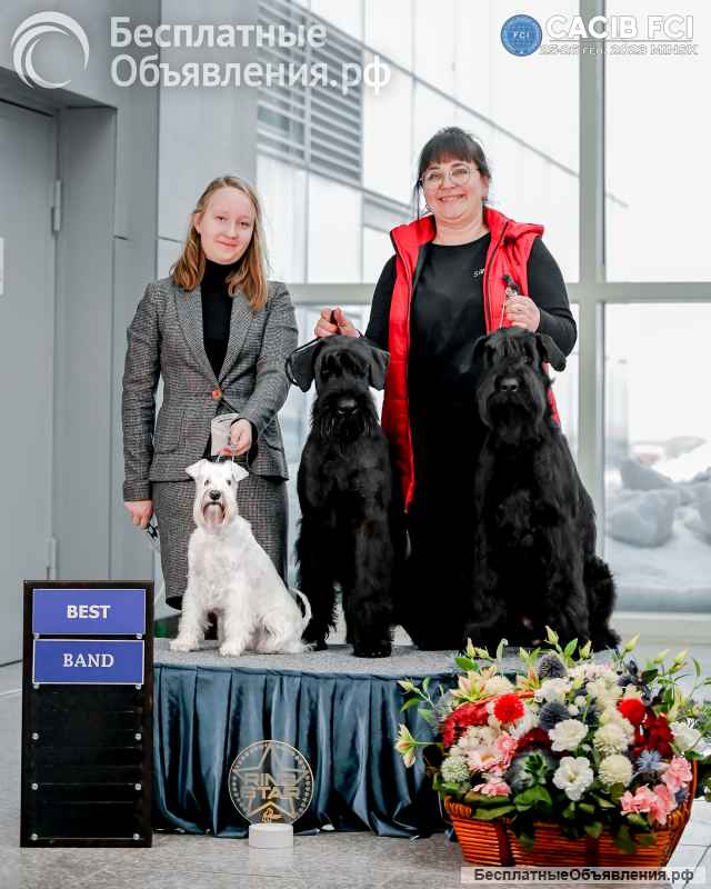 Щенок цвергшнауцера белого окраса