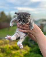 Бесподобный дымчатый крошка-котенок Муся в добрые руки