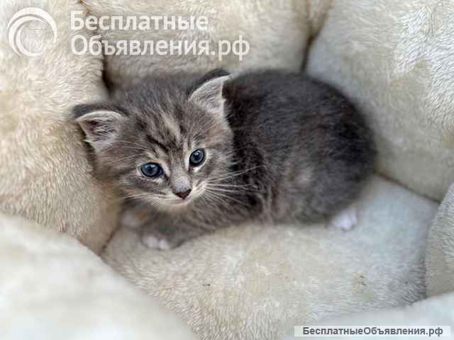 Бесподобный дымчатый крошка-котенок Муся в добрые руки