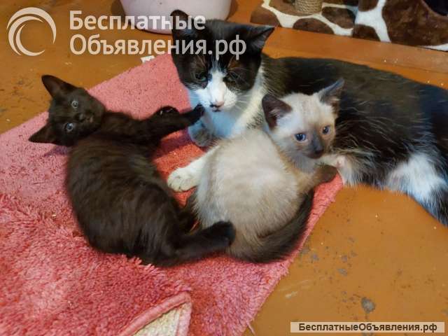 Котята в добрые руки бесплатно