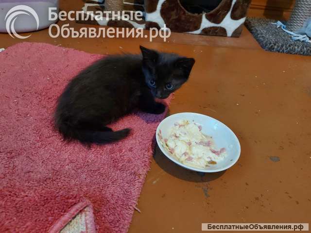 Котята в добрые руки бесплатно