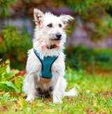 Герду нашли на заброшенном пустыре