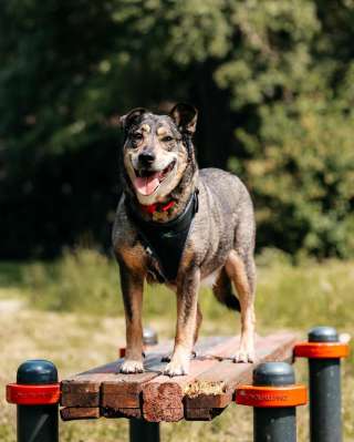 Альба в поиске дома