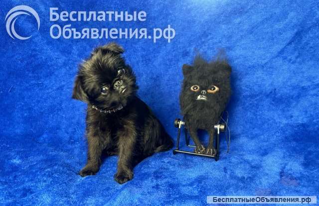 Гриффон черный мальчик, РКФ. Октябрь 2024