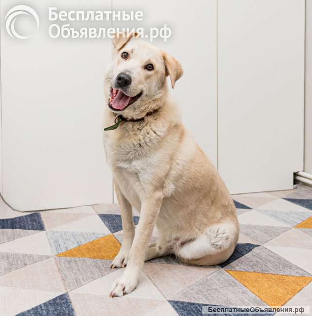 Ласковый и умный молодой песик Снежок ищет дом и доброе сердце