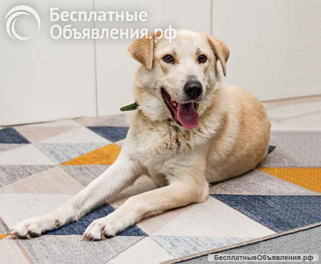 Ласковый и умный молодой песик Снежок ищет дом и доброе сердце