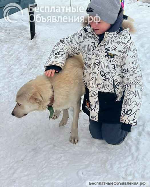 Ласковый и умный молодой песик Снежок ищет дом и доброе сердце
