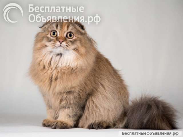 Кошечка Банни золотая вислоушка