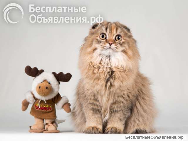 Кошечка Банни золотая вислоушка