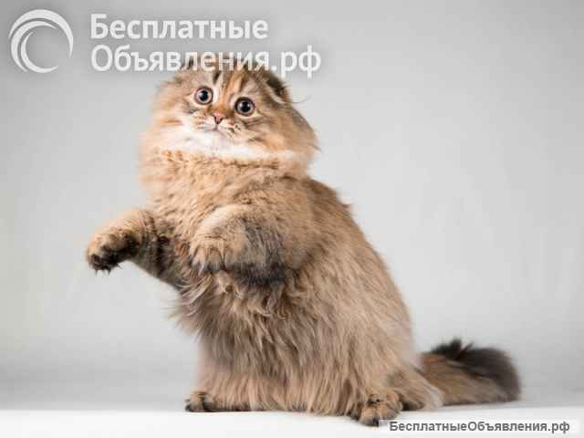 Кошечка Банни золотая вислоушка