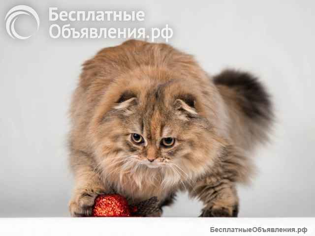 Кошечка Банни золотая вислоушка