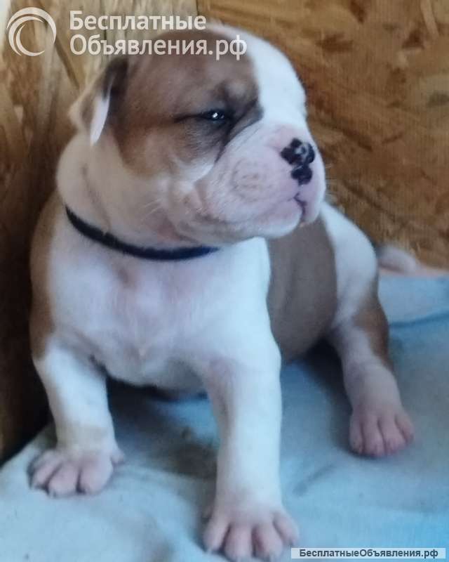 Щенки американского бульдога