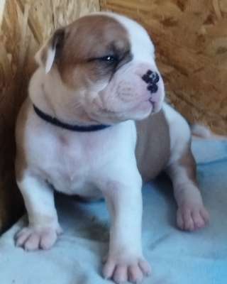 Щенки американского бульдога