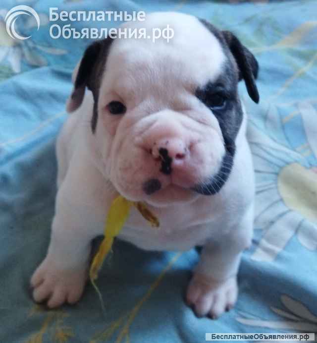 Щенки американского бульдога