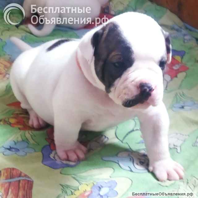 Щенки американского бульдога