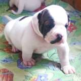 Щенки американского бульдога