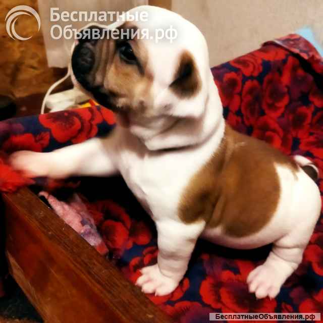 Щенки американского бульдога