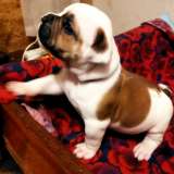 Щенки американского бульдога