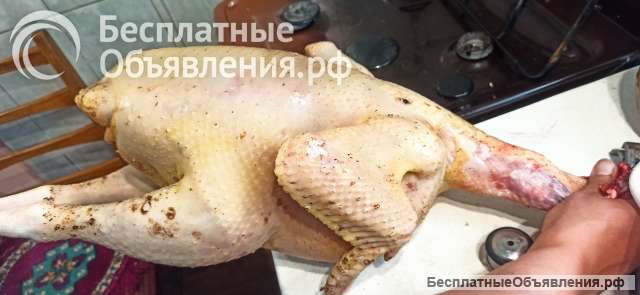 Мясо домашней индюшки