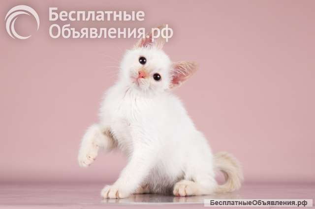 Гав в поиске дома