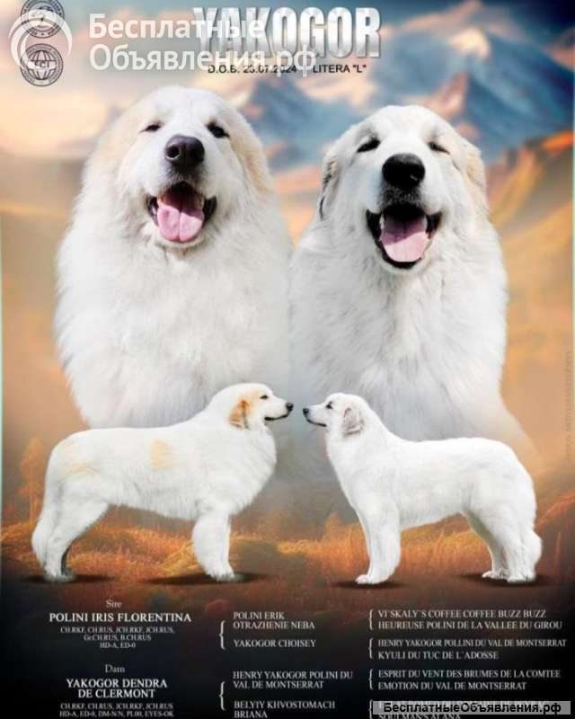 Пиренейская горная собака, перспективные щенки