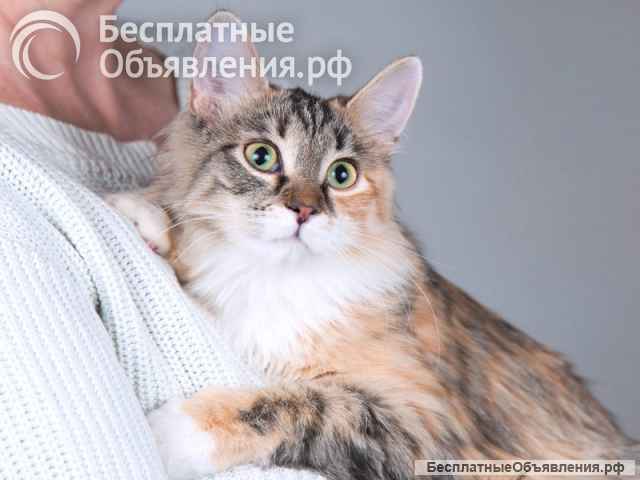 Забавная ласковая кошечка Голди