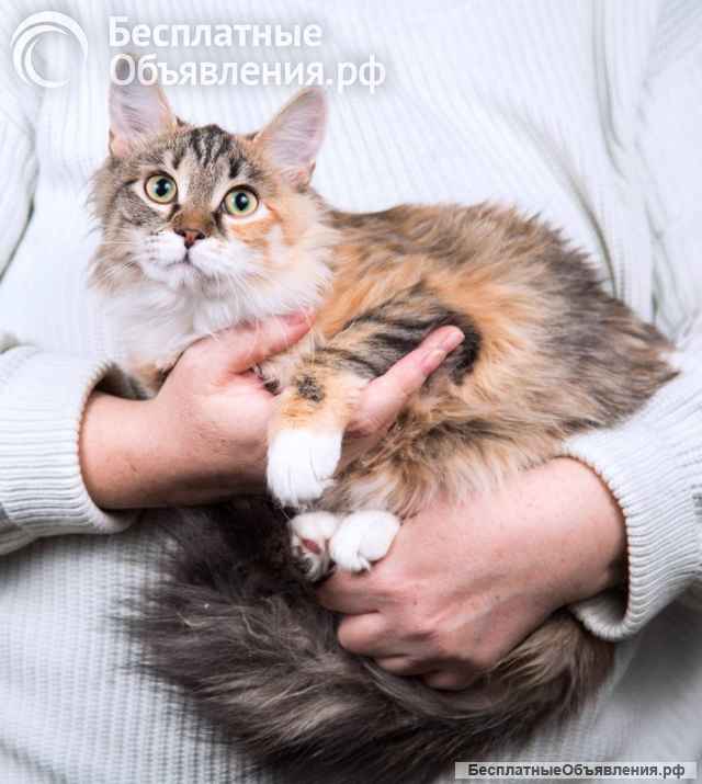 Забавная ласковая кошечка Голди