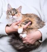 Забавная ласковая кошечка Голди