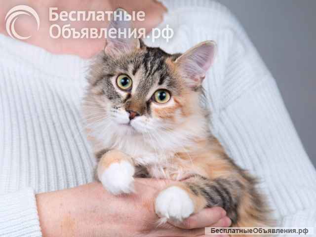 Забавная ласковая кошечка Голди