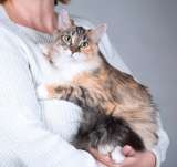 Забавная ласковая кошечка Голди