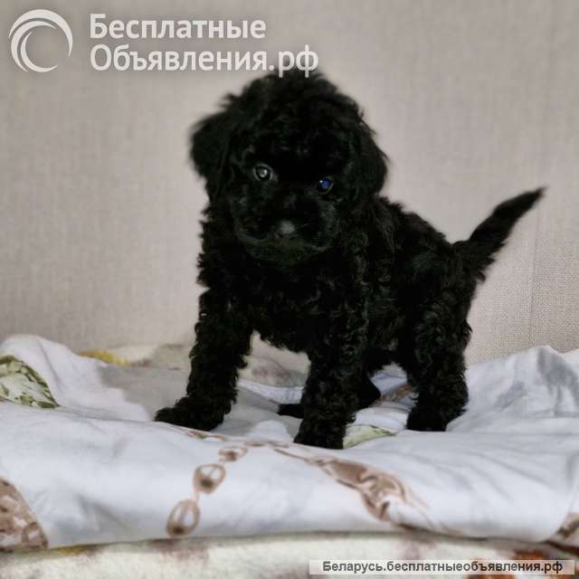 2 девочки карликовый пудель чёрный