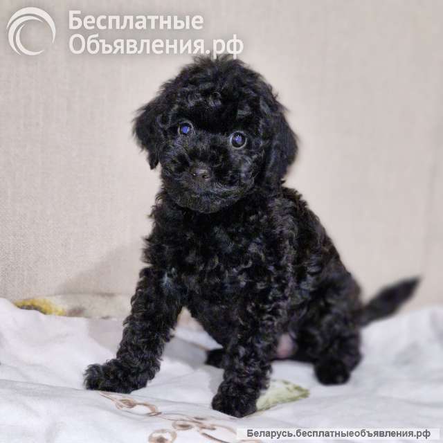 2 девочки карликовый пудель чёрный