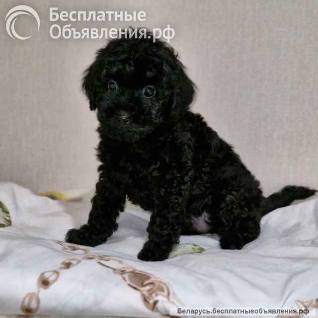 2 девочки карликовый пудель чёрный