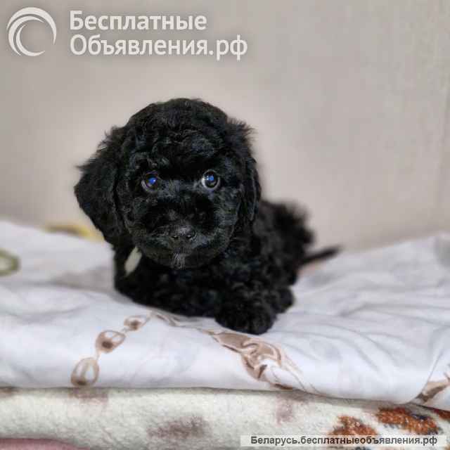 2 девочки карликовый пудель чёрный
