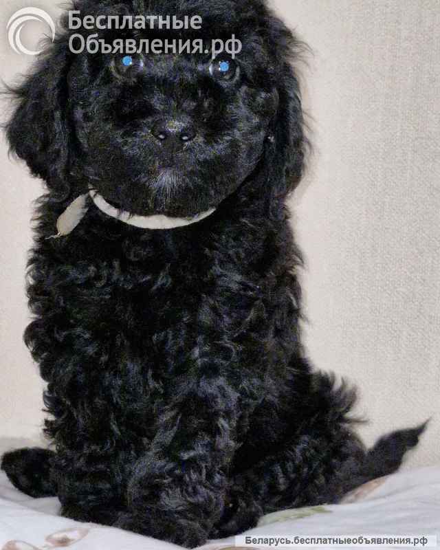 2 девочки карликовый пудель чёрный