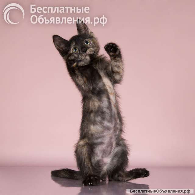 Черепаха в поиске дома