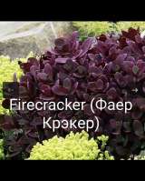 Седум/ очиток