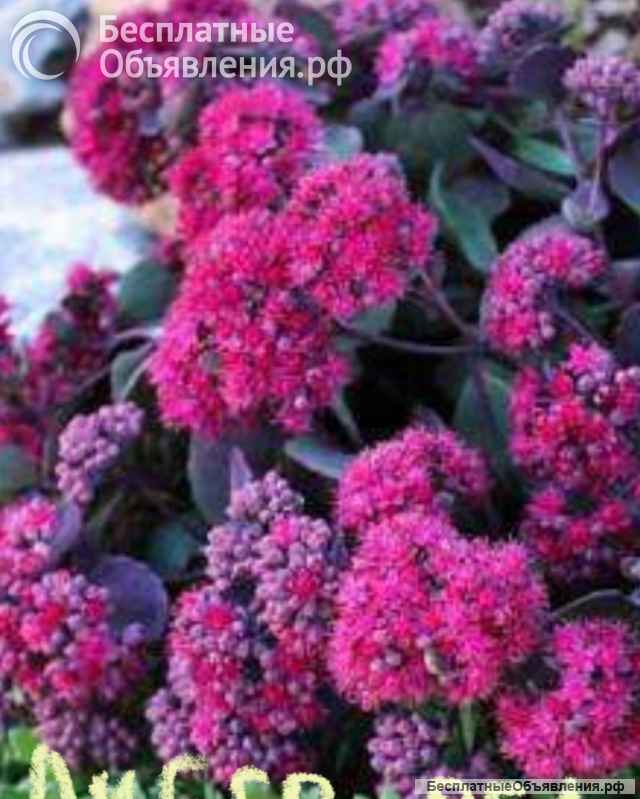 Седум/ очиток