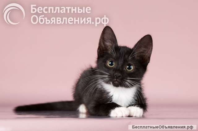 Хвостик в поиске дома