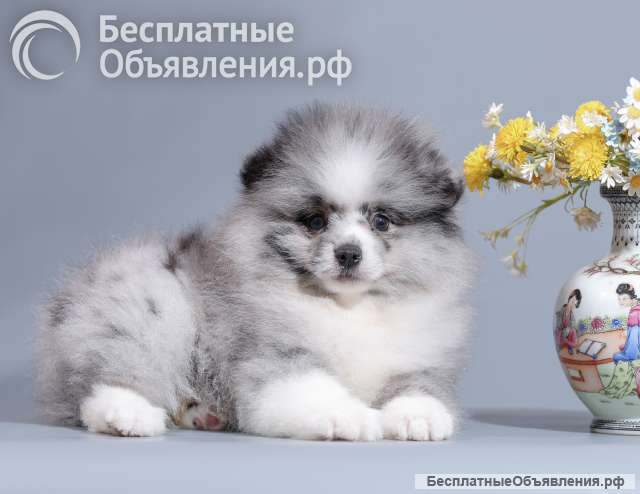 Шикарные шпицы