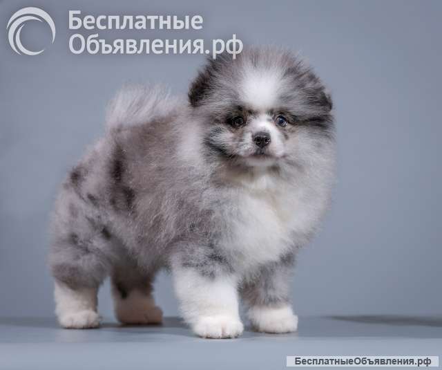 Шикарные шпицы